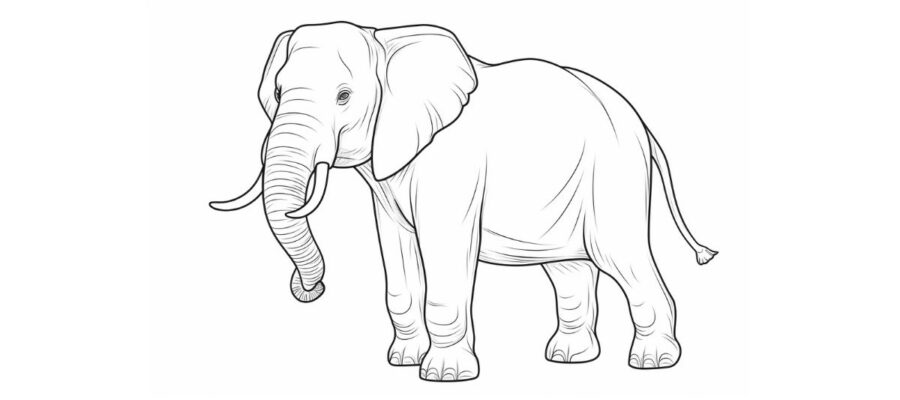 Elefante Para Colorir
